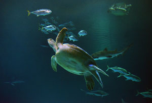 Mandalay_Bay_Shark_Reef_Aquarium_OD_on_display_Photo_Credit_Darrin_Bush_Las_Vegas_News_Bureau